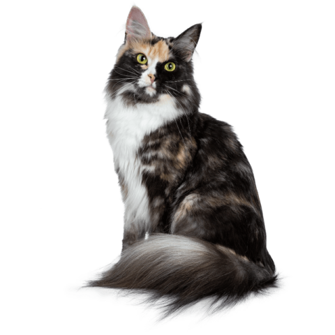 Surgery Consent Form | Chicago Cat Clinic