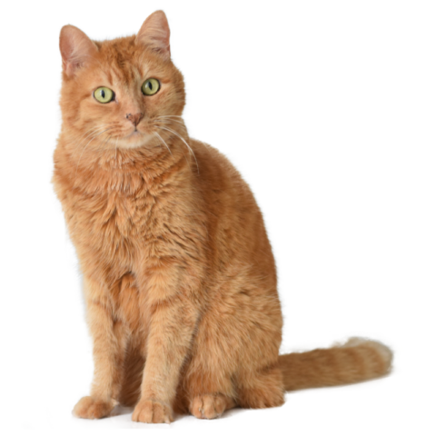 Dental Consent Form | Chicago Cat Clinic