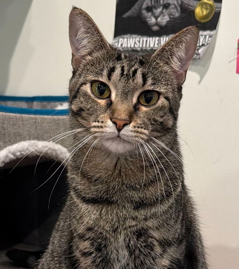 Penelope